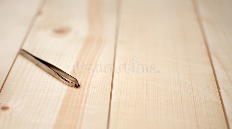 Tick on tweezers stock photography Tick on tweezers stock photography