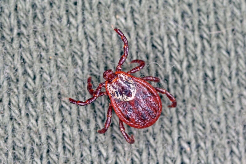 Tick walking on clothes. High magnification. royalty free stock image
