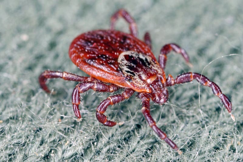 Tick walking on clothes. High magnification. stock images