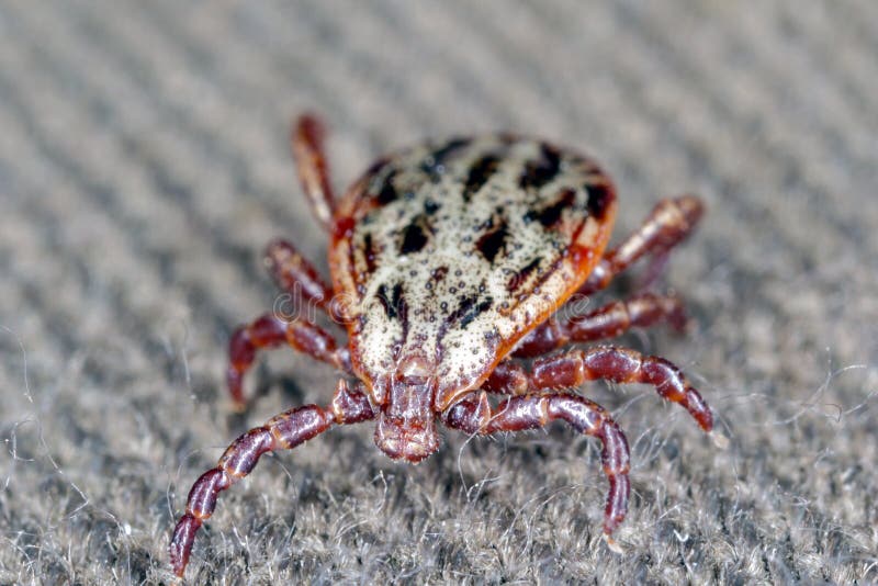 Tick walking on clothes. High magnification. stock image
