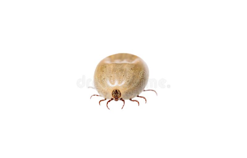 A tick on white background.