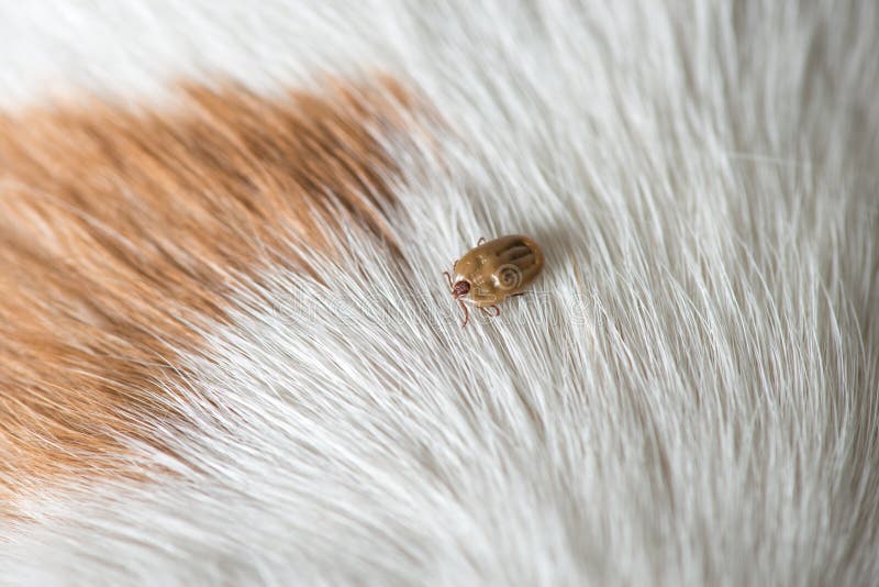 Tick on a dog skin. Tick on a dog skin