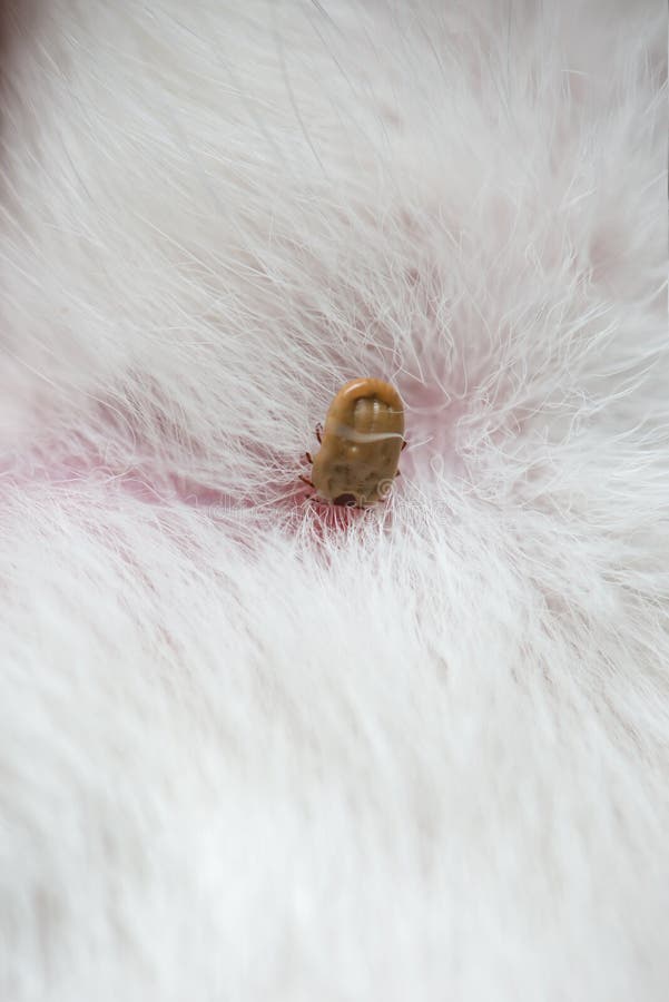 Ticks on dog stock photo. Image of dangerous, illness 84243648