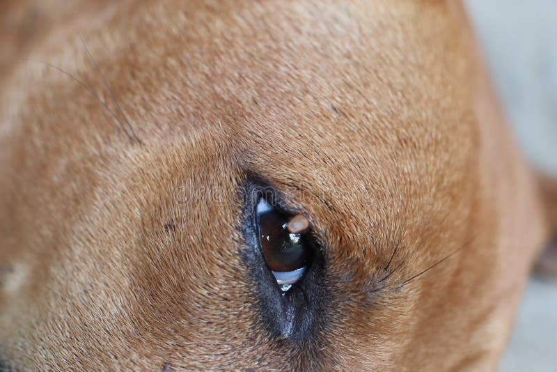 Ticks on the Dog& X27;s Eyes, Dogs, Dogs, Faces, Pets Stock Image