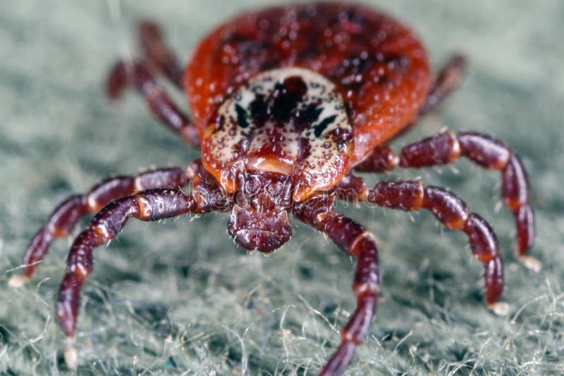 Tick walking on clothes. High magnification. royalty free stock photography