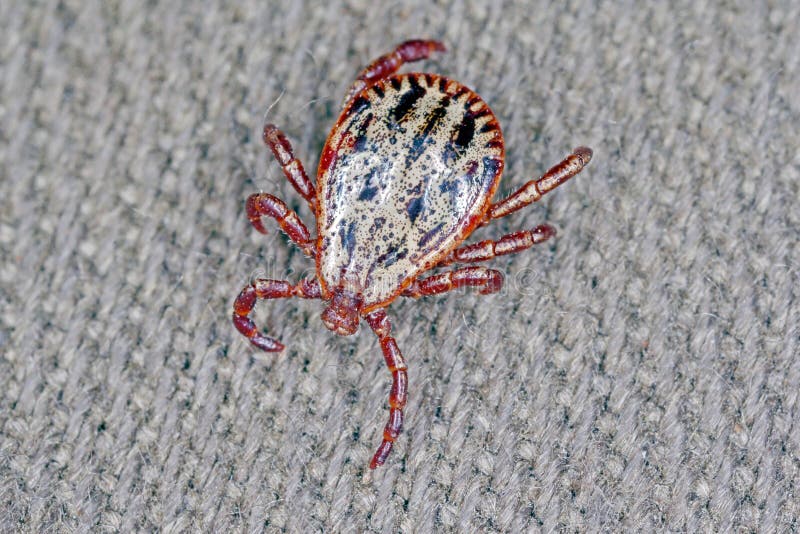 Tick walking on clothes. High magnification. royalty free stock images