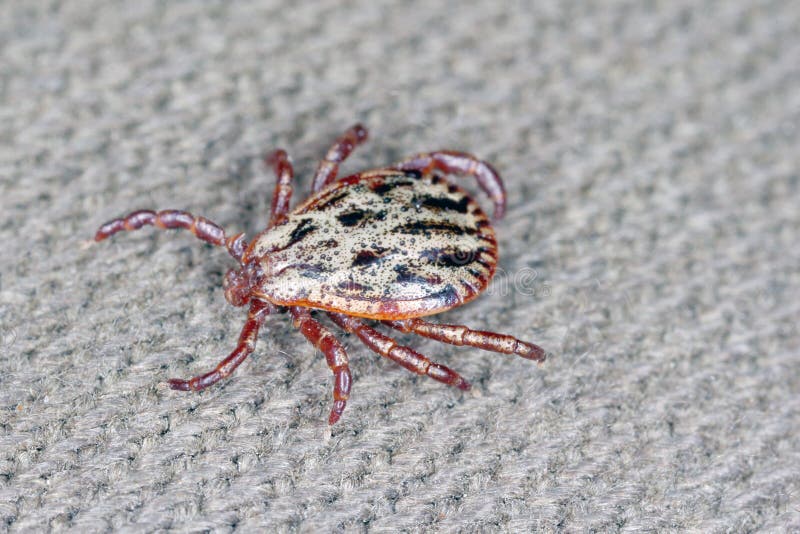 Tick walking on clothes. High magnification. royalty free stock photography