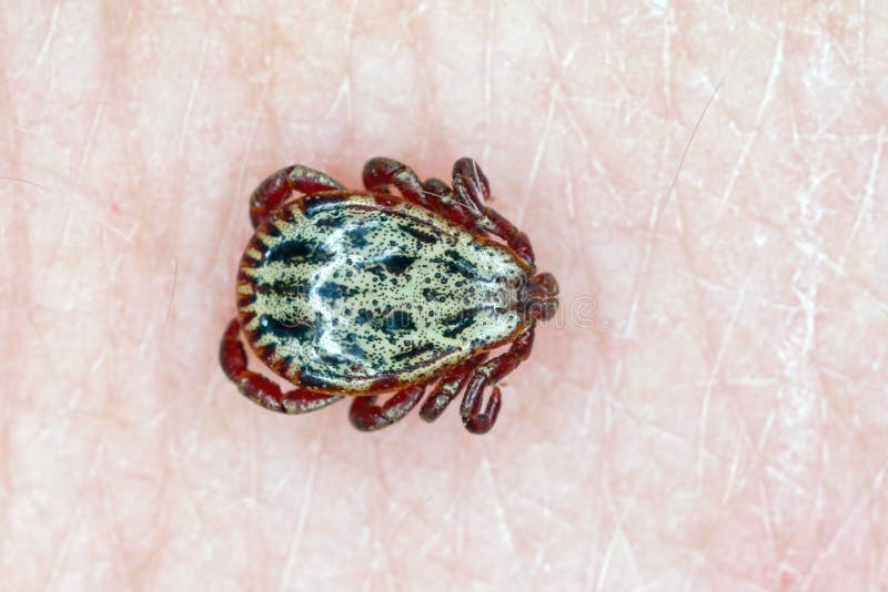 Tick walking on clothes. High magnification. royalty free stock photography