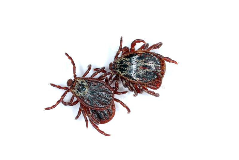 Ticks Ixodida on a white background. high magnification stock images