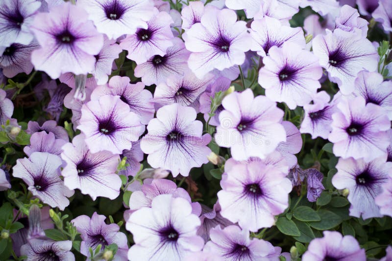 Waves Petunia Stock Photos Free & RoyaltyFree Stock Photos from