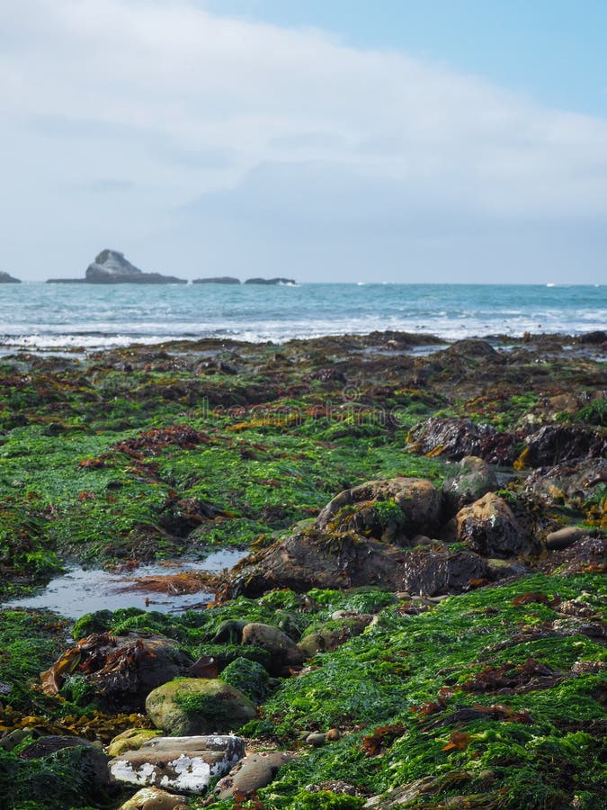nori in tidal pools nori in tidal pools