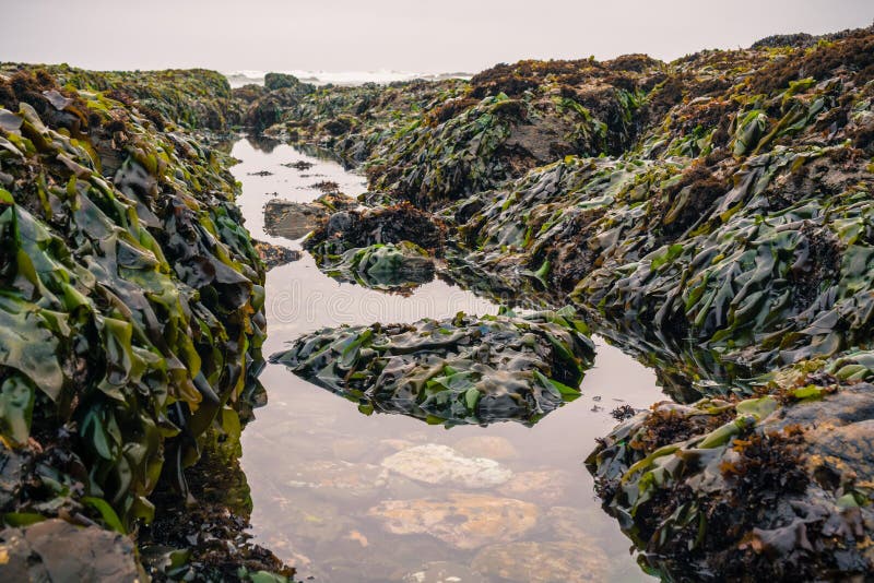 Tidepools e rocce coperti in alga immagine stock Tidepools e rocce coperti in alga immagine stock