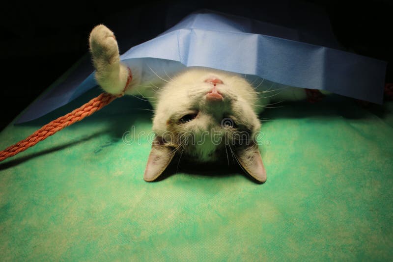 Kitten Tied In A Bow In Hand Isolated On White Stock Image Image of