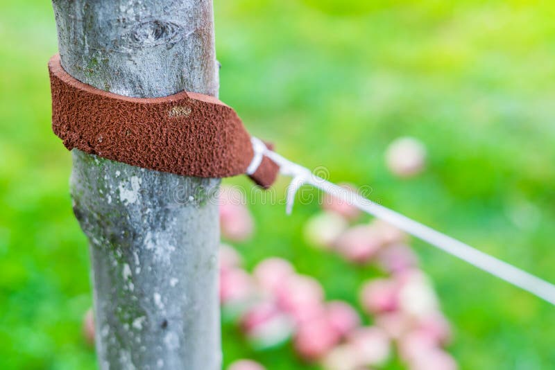 Tied up tree seedling close-up. Leather padding to prevent damage to tree bark royalty free stock photos