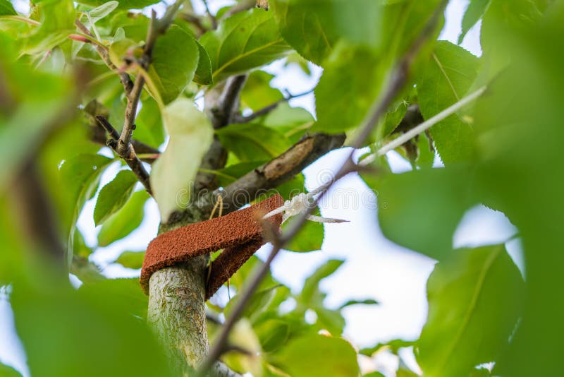 Tied up tree seedling close-up. Leather padding to prevent damage to tree bark stock photo