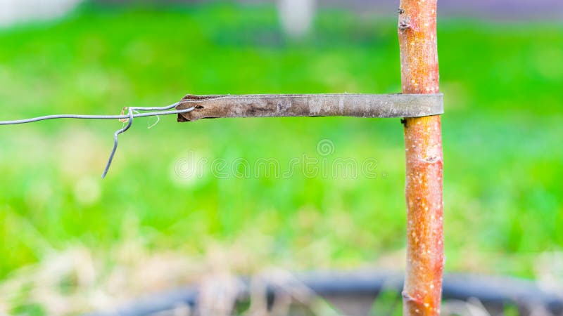Tied up tree seedling close-up. Leather padding to prevent damage to tree bark stock image