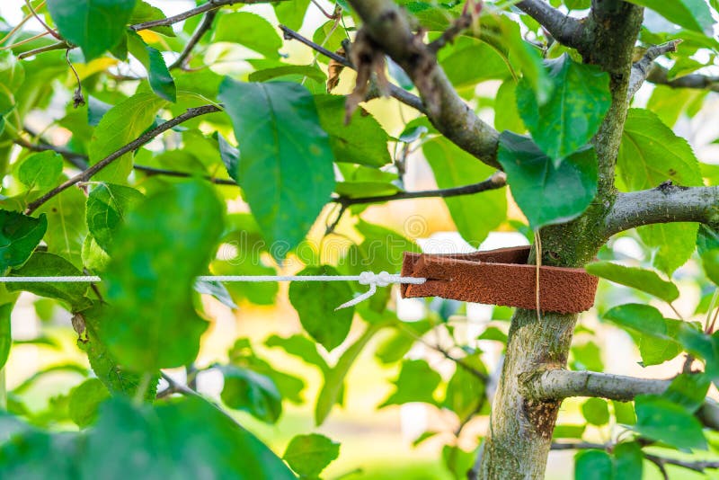 Tied up tree seedling close-up. Leather padding to prevent damage to tree bark stock photo