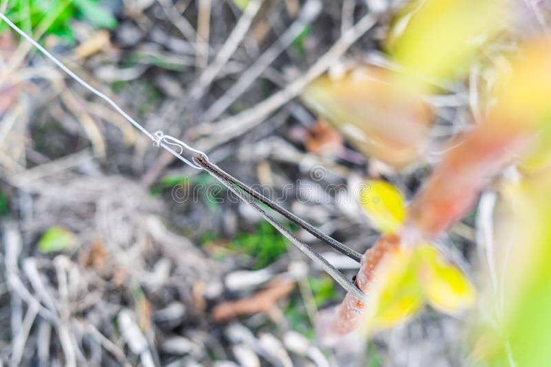 Tied up tree seedling close-up. Leather padding to prevent damage to tree bark stock images