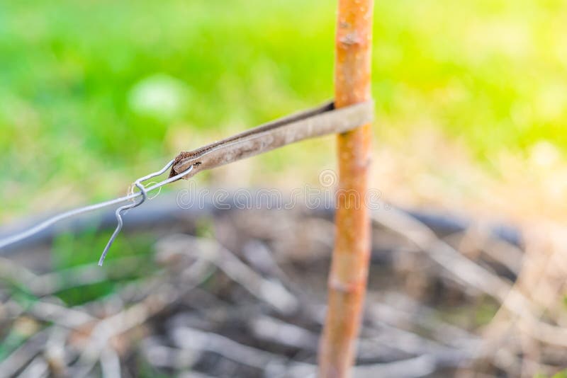 Tied up tree seedling close-up. Leather padding to prevent damage to tree bark stock image