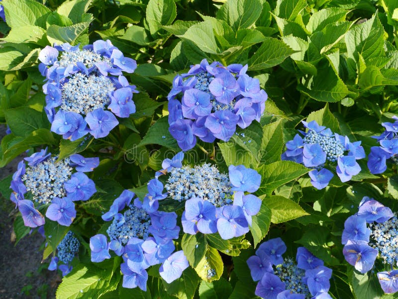 Tiefer blauer blühender Hortensiabusch