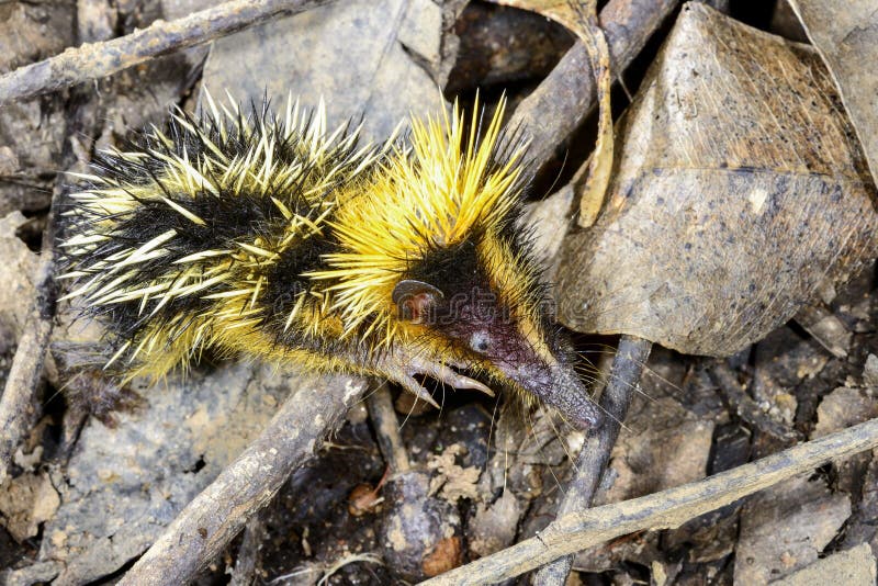 Das Tiefland Gestreifte Tenrec Stockbild Bild Von Nave Reise 54114263