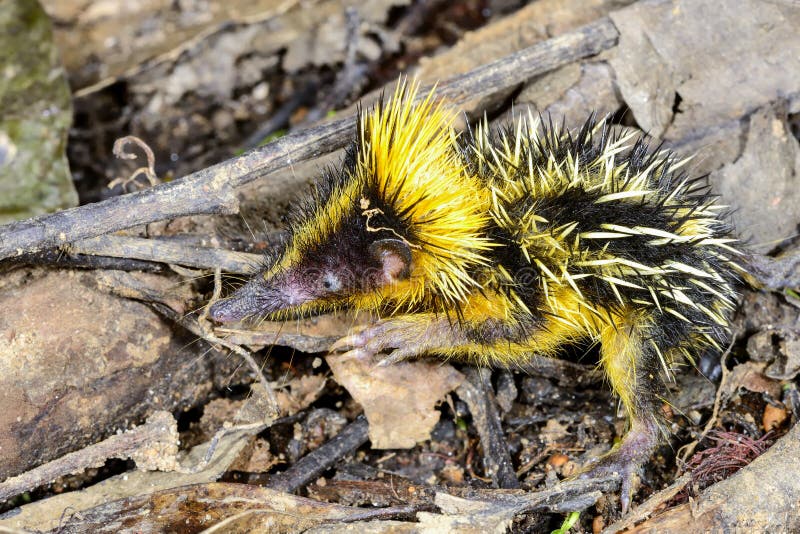 Tiefland Gestreiftes Tenrec Andasibe Stockfoto Bild Von Madagaskar Auge 26871614