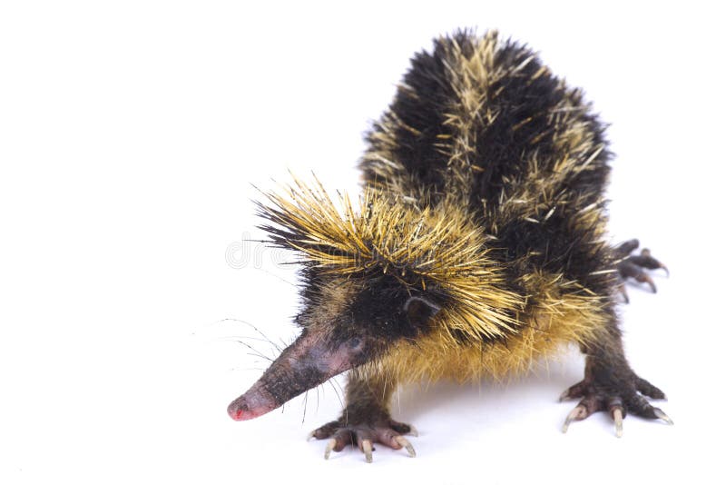 Tiefland Gestreiftes Tenrec Hemicentetes Semispinosus Stockfoto Bild Von Afrika Sonderbar 99160140