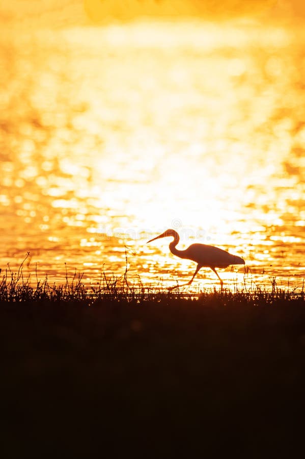 Tiempo colorido, gran garceta que camina en el lago en la luz de la puesta del sol Fondos hermosos del agua que brillan Estación fotografía de archivo libre de regalías Tiempo colorido, gran garceta que camina en el lago en la luz de la puesta del sol Fondos hermosos del agua que brillan Estación fotografía de archivo libre de regalías