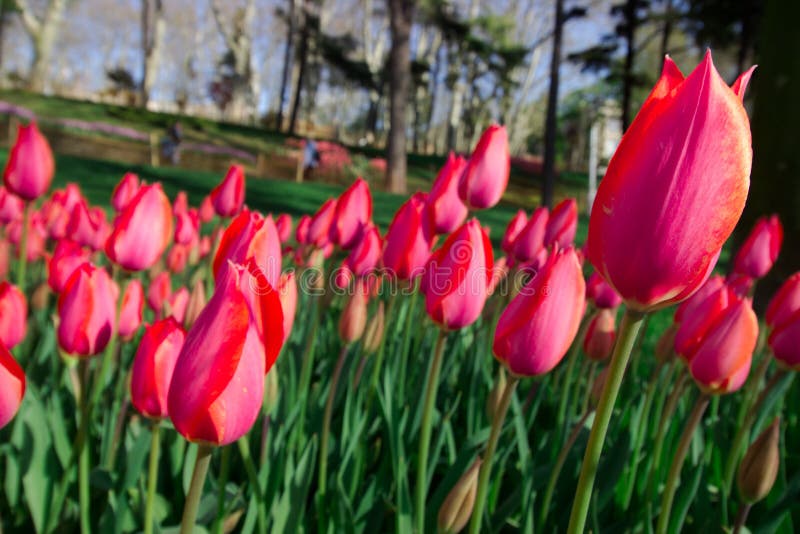 Tiempo de primavera 2019, Tulip Field, tulipanes coloridos fotos de archivo Tiempo de primavera 2019, Tulip Field, tulipanes coloridos fotos de archivo