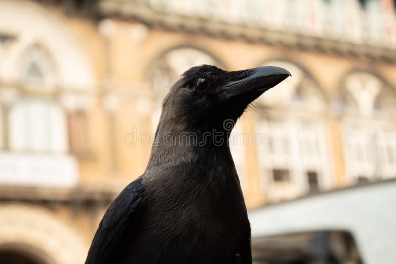 Tier, Vogel, Abschluss oben, Krähe stockfoto Tier, Vogel, Abschluss oben, Krähe stockfoto