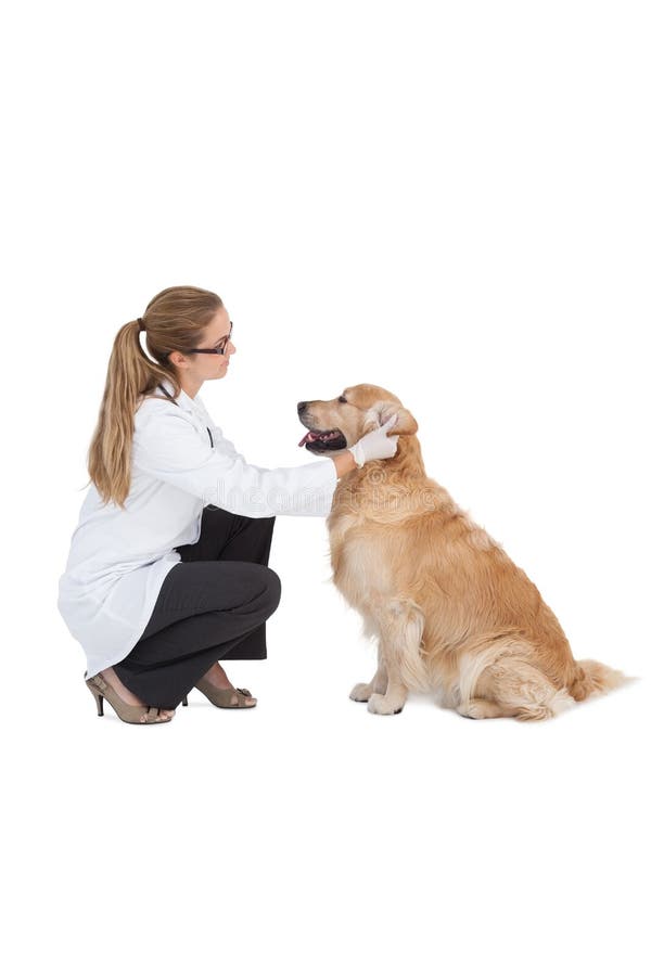 Tierarzt, der auf einem Labrador überprüft stockbilder Tierarzt, der auf einem Labrador überprüft stockbilder