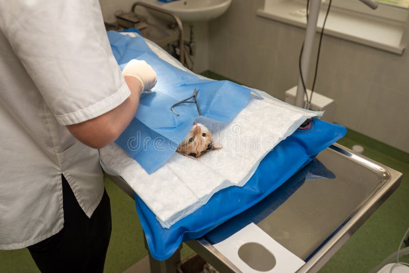 Tierarzt, Der Die Operation F?r Sterilisation Tut Die Katze Auf Dem