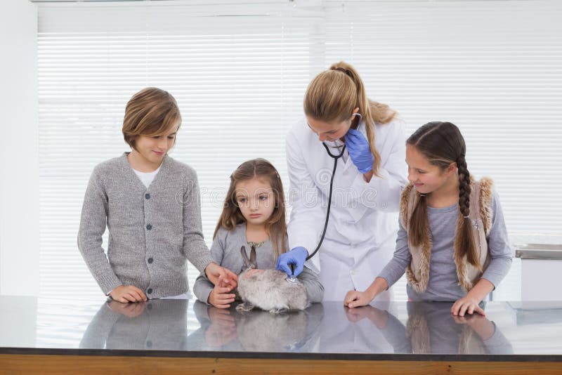 Tierarzt, der ein Häschen überprüft stockfotografie Tierarzt, der ein Häschen überprüft stockfotografie