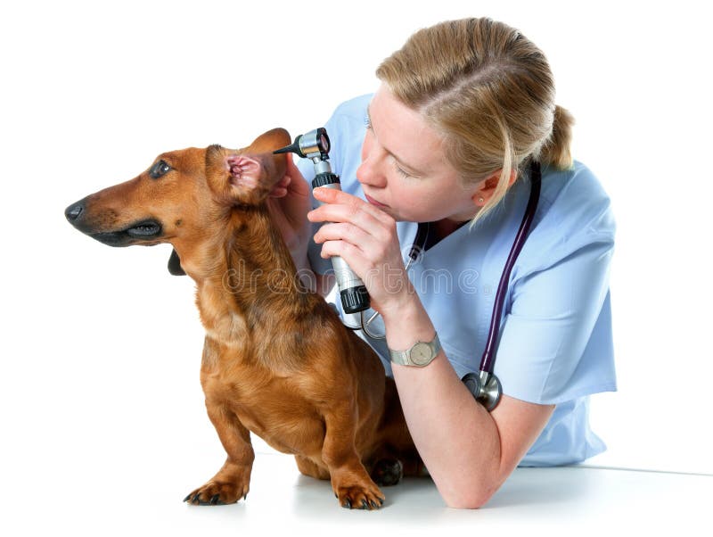 Hund mit Nabelhernie stockfoto. Bild von chirurgie, abdomen 7296400