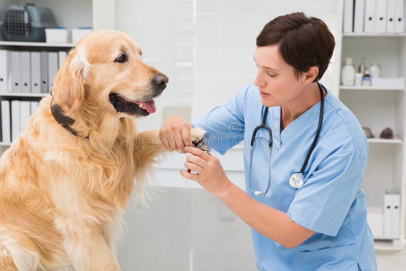 Tierarzt, der Nagelscherer auf einem Hund verwendet lizenzfreies stockbild Tierarzt, der Nagelscherer auf einem Hund verwendet lizenzfreies stockbild