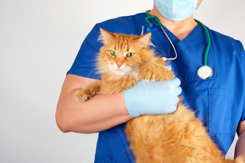 Tierarzt in einer blauen Uniform hält eine erwachsene flauschige rote Katze mit einem verängstigten Maulkorb, weißem Hintergrund stockfotos