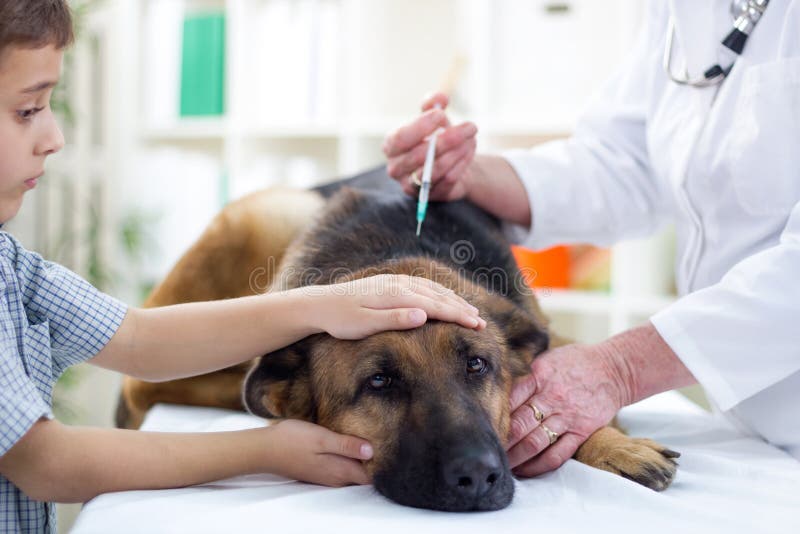 Tierarzt gibt dem Schäferhund den Impfstoff stockfoto Tierarzt gibt dem Schäferhund den Impfstoff stockfoto