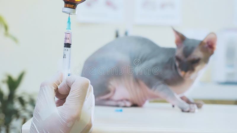 Tierarzt tut die Schutzimpfung und spritzt die Katze in die Veterinärklinik ein stockfotografie Tierarzt tut die Schutzimpfung und spritzt die Katze in die Veterinärklinik ein stockfotografie