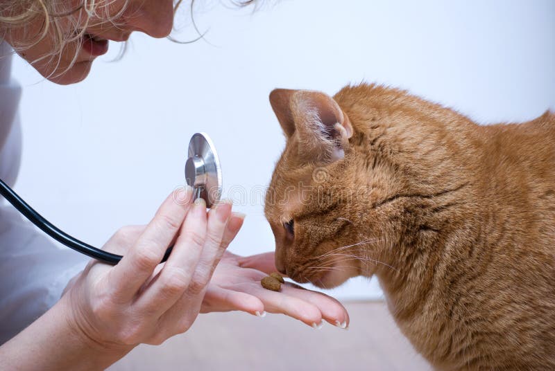 Tierarzt und Katze stockfoto Tierarzt und Katze stockfoto