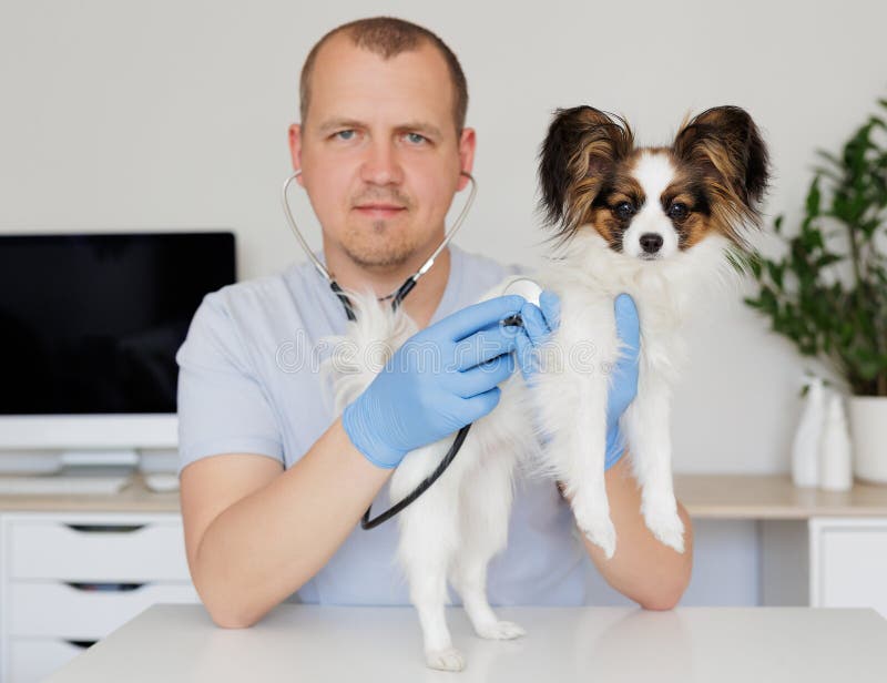 Tierarzt überprüft den Hund auf dem Tisch