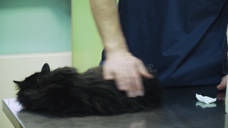 Tierarzt überprüft die Katze stock video Tierarzt überprüft die Katze stock video