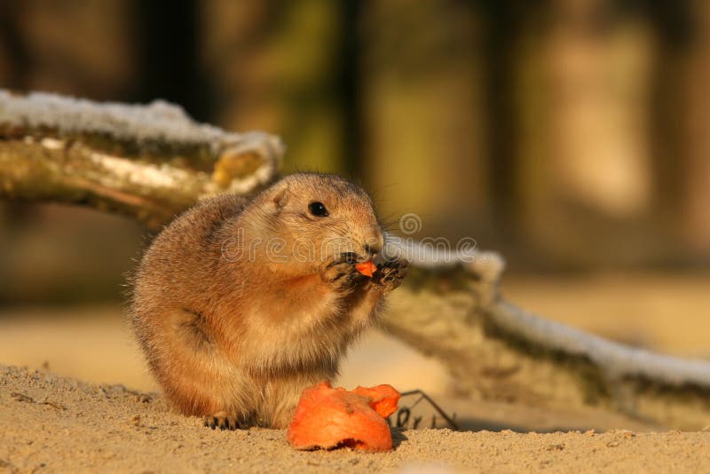 Hund, der Karotte isst stockbild. Bild von gesund, nett 11196625