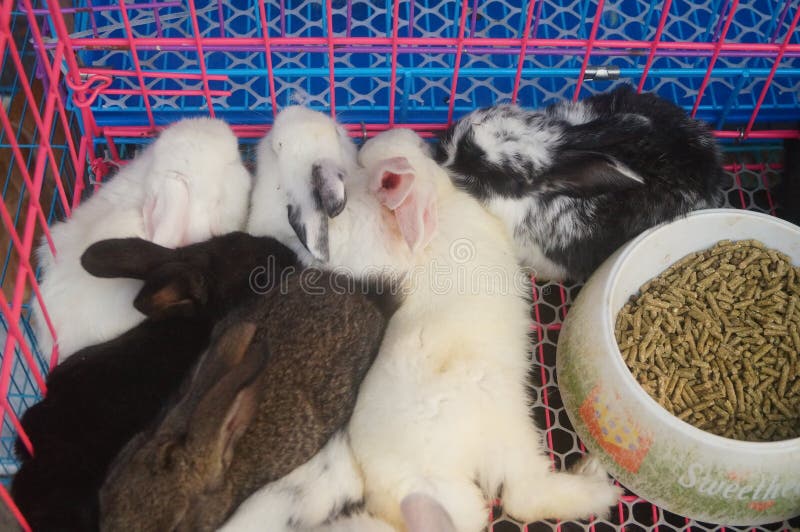 Tiere im Haustiermarkt, Katzen, Kaninchen, usw. lizenzfreies stockfoto Tiere im Haustiermarkt, Katzen, Kaninchen, usw. lizenzfreies stockfoto