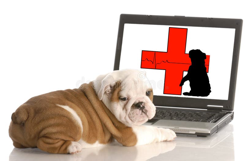 Tiergesundheit Online Tiergesundheit Online