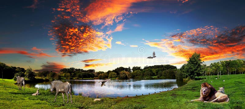 Tierharmonie stockfoto Tierharmonie stockfoto