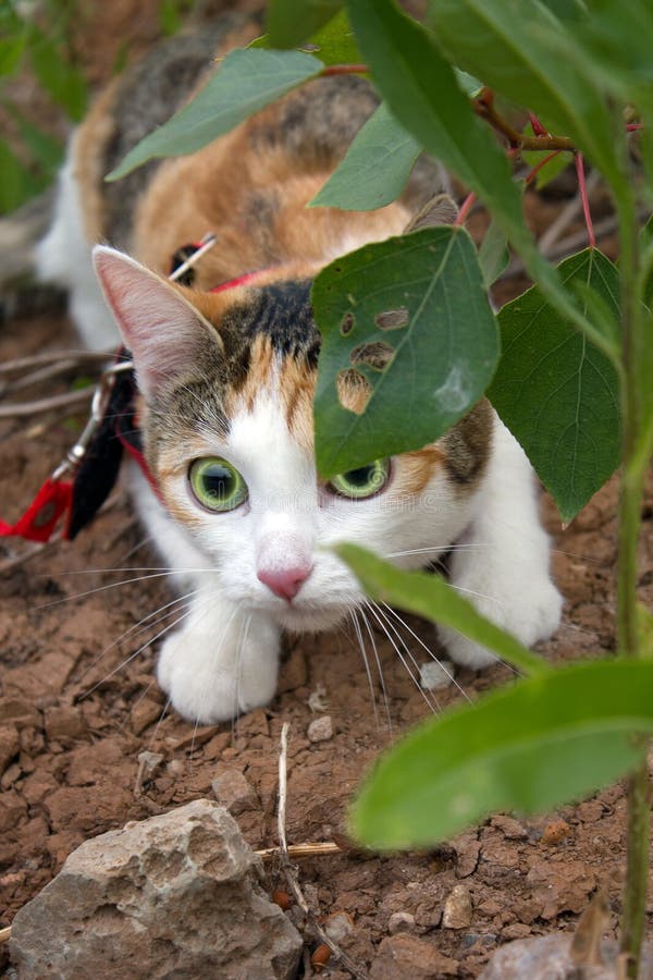 Tierkatze stockbild Tierkatze stockbild