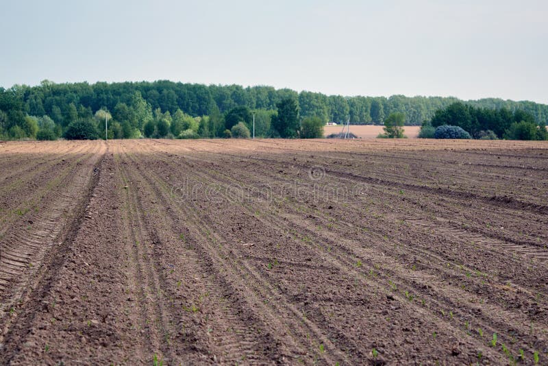 Tierra arada con los rastros del tractor Brotes visibles de la planta imágenes de archivo libres de regalías Tierra arada con los rastros del tractor Brotes visibles de la planta imágenes de archivo libres de regalías