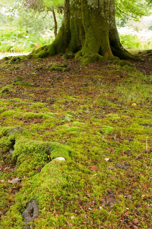 A moss and tree root covered forest floor. The base of a tree is in the top of frame too add some context. A moss and tree root covered forest floor. The base of a tree is in the top of frame too add some context.