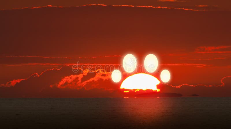 Tierschoßhundkatzen-Tatzenabdruck von der Einstellung der Sonnenuntergangsonne