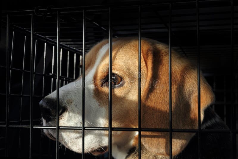 Tierversuche - erschrockener Spürhund-Hund im Käfig